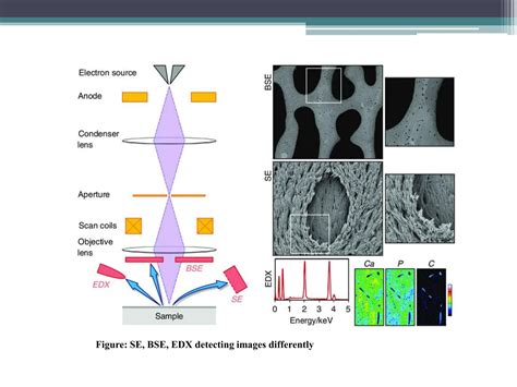 scanning electron microscope disadvantages|Advantages and Disadvantages of Electron .